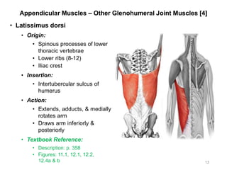 Appendicular Muscles – Other Glenohumeral Joint Muscles [4]
• Latissimus dorsi
• Origin:
• Spinous processes of lower
thoracic vertebrae
• Lower ribs (8-12)
• Iliac crest
• Insertion:
• Intertubercular sulcus of
humerus
• Action:
• Extends, adducts, & medially
rotates arm
• Draws arm inferiorly &
posteriorly
• Textbook Reference:
• Description: p. 358
• Figures: 11.1, 12.1, 12.2,
12.4a & b 13
 