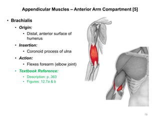 Appendicular Muscles – Anterior Arm Compartment [5]
• Brachialis
• Origin:
• Distal, anterior surface of
humerus
• Insertion:
• Coronoid process of ulna
• Action:
• Flexes forearm (elbow joint)
• Textbook Reference:
• Description: p. 363
• Figures: 12.7a & b
19
 