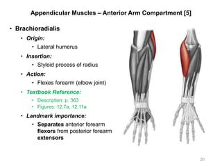 Appendicular Muscles – Anterior Arm Compartment [5]
• Brachioradialis
• Origin:
• Lateral humerus
• Insertion:
• Styloid process of radius
• Action:
• Flexes forearm (elbow joint)
• Textbook Reference:
• Description: p. 363
• Figures: 12.7a, 12.11a
• Landmark importance:
• Separates anterior forearm
flexors from posterior forearm
extensors
20
 