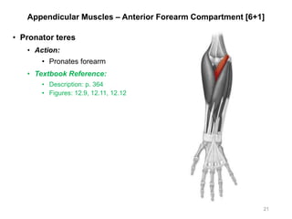 Appendicular Muscles – Anterior Forearm Compartment [6+1]
• Pronator teres
• Action:
• Pronates forearm
• Textbook Reference:
• Description: p. 364
• Figures: 12.9, 12.11, 12.12
21
 