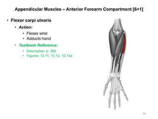 Appendicular Muscles – Anterior Forearm Compartment [6+1]
• Flexor carpi ulnaris
• Action:
• Flexes wrist
• Adducts hand
• Textbook Reference:
• Description: p. 369
• Figures: 12.11, 12.12, 12.13a
24
 