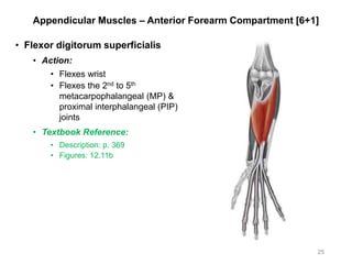 Appendicular Muscles – Anterior Forearm Compartment [6+1]
• Flexor digitorum superficialis
• Action:
• Flexes wrist
• Flexes the 2nd to 5th
metacarpophalangeal (MP) &
proximal interphalangeal (PIP)
joints
• Textbook Reference:
• Description: p. 369
• Figures: 12.11b
25
 