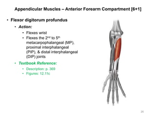 Appendicular Muscles – Anterior Forearm Compartment [6+1]
• Flexor digitorum profundus
• Action:
• Flexes wrist
• Flexes the 2nd to 5th
metacarpophalangeal (MP),
proximal interphalangeal
(PIP), & distal interphalangeal
(DIP) joints
• Textbook Reference:
• Description: p. 369
• Figures: 12.11c
26
 