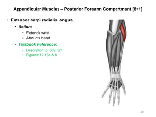 Appendicular Muscles – Posterior Forearm Compartment [8+1]
• Extensor carpi radialis longus
• Action:
• Extends wrist
• Abducts hand
• Textbook Reference:
• Description: p. 369, 371
• Figures: 12.13a & b
28
 
