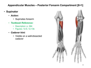 Appendicular Muscles – Posterior Forearm Compartment [8+1]
• Supinator
• Action:
• Supinates forearm
• Textbook Reference:
• Description: p. 364
• Figures: 12.9, 12.13b
• Cadaver hint:
• Visible on a well-dissected
cadaver
35
 