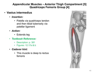 Appendicular Muscles – Anterior Thigh Compartment [5]
Quadriceps Femoris Group [4]
• Vastus intermedius
• Insertion:
• Patella via quadriceps tendon
and then tibial tuberosity via
patellar ligament
• Action:
• Extends leg
• Textbook Reference:
• Description: p. 381
• Figures: 12.17a & b
• Cadaver hint:
• This muscle is deep to rectus
femoris
40
 