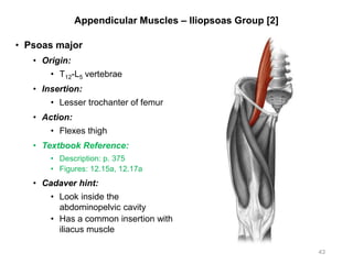 Appendicular Muscles – Iliopsoas Group [2]
• Psoas major
• Origin:
• T12-L5 vertebrae
• Insertion:
• Lesser trochanter of femur
• Action:
• Flexes thigh
• Textbook Reference:
• Description: p. 375
• Figures: 12.15a, 12.17a
• Cadaver hint:
• Look inside the
abdominopelvic cavity
• Has a common insertion with
iliacus muscle
43
 