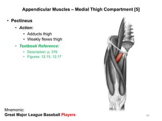 Appendicular Muscles – Medial Thigh Compartment [5]
• Pectineus
• Action:
• Adducts thigh
• Weakly flexes thigh
• Textbook Reference:
• Description: p. 376
• Figures: 12.15, 12.17
44
Mnemonic:
Great Major League Baseball Players
 