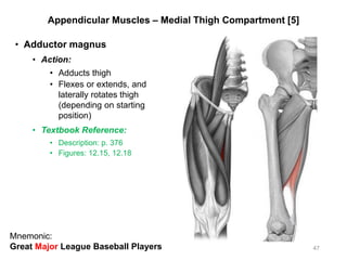 Appendicular Muscles – Medial Thigh Compartment [5]
• Adductor magnus
• Action:
• Adducts thigh
• Flexes or extends, and
laterally rotates thigh
(depending on starting
position)
• Textbook Reference:
• Description: p. 376
• Figures: 12.15, 12.18
47
Mnemonic:
Great Major League Baseball Players
 