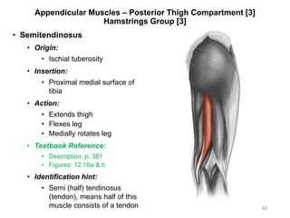 Appendicular Muscles – Posterior Thigh Compartment [3]
Hamstrings Group [3]
• Semitendinosus
• Origin:
• Ischial tuberosity
• Insertion:
• Proximal medial surface of
tibia
• Action:
• Extends thigh
• Flexes leg
• Medially rotates leg
• Textbook Reference:
• Description: p. 381
• Figures: 12.18a & b
• Identification hint:
• Semi (half) tendinosus
(tendon), means half of this
muscle consists of a tendon 49
 