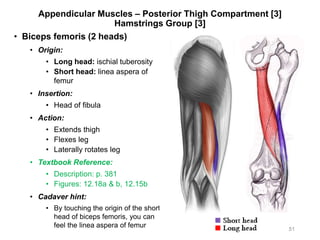 Appendicular Muscles – Posterior Thigh Compartment [3]
Hamstrings Group [3]
• Biceps femoris (2 heads)
• Origin:
• Long head: ischial tuberosity
• Short head: linea aspera of
femur
• Insertion:
• Head of fibula
• Action:
• Extends thigh
• Flexes leg
• Laterally rotates leg
• Textbook Reference:
• Description: p. 381
• Figures: 12.18a & b, 12.15b
• Cadaver hint:
• By touching the origin of the short
head of biceps femoris, you can
feel the linea aspera of femur 51
 