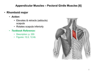 Appendicular Muscles – Pectoral Girdle Muscles [6]
• Rhomboid major
• Action:
• Elevates & retracts (adducts)
scapula
• Rotates scapula inferiorly
• Textbook Reference:
• Description: p. 355
• Figures: 12.2, 12.4b
6
 