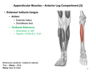 Appendicular Muscles – Anterior Leg Compartment [3]
• Extensor hallucis longus
• Action:
• Extends hallux
• Dorsiflexes foot
• Textbook Reference:
• Description: p. 383
• Figures: 12.20a & b, 12.21
60
Mnemonic (anterior, medial to lateral):
Tom – Harry – Dick
Harry likes to hide!
 