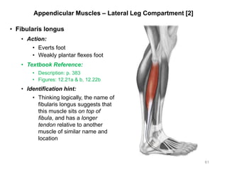 Appendicular Muscles – Lateral Leg Compartment [2]
• Fibularis longus
• Action:
• Everts foot
• Weakly plantar flexes foot
• Textbook Reference:
• Description: p. 383
• Figures: 12.21a & b, 12.22b
• Identification hint:
• Thinking logically, the name of
fibularis longus suggests that
this muscle sits on top of
fibula, and has a longer
tendon relative to another
muscle of similar name and
location
61
 