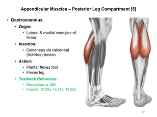 Appendicular Muscles – Posterior Leg Compartment [5]
• Gastrocnemius
• Origin:
• Lateral & medial condyles of
femur
• Insertion:
• Calcaneus via calcaneal
(Achilles) tendon
• Action:
• Plantar flexes foot
• Flexes leg
• Textbook Reference:
• Description: p. 383
• Figures: 12.20a, 12.21a, 12.22a
63
 
