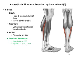 Appendicular Muscles – Posterior Leg Compartment [5]
• Soleus
• Origin:
• Head & proximal shaft of
fibula
• Medial border of tibia
• Insertion:
• Calcaneus via calcaneal
(Achilles) tendon
• Action:
• Plantar flexes foot
• Textbook Reference:
• Description: p. 383
• Figures: 12.21a, 12.22a
64
 