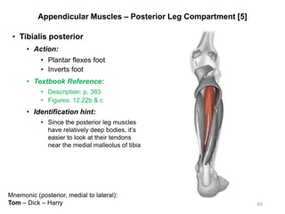 Appendicular Muscles – Posterior Leg Compartment [5]
• Tibialis posterior
• Action:
• Plantar flexes foot
• Inverts foot
• Textbook Reference:
• Description: p. 383
• Figures: 12.22b & c
• Identification hint:
• Since the posterior leg muscles
have relatively deep bodies, it’s
easier to look at their tendons
near the medial malleolus of tibia
65
Mnemonic (posterior, medial to lateral):
Tom – Dick – Harry
 