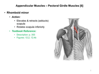 Appendicular Muscles – Pectoral Girdle Muscles [6]
• Rhomboid minor
• Action:
• Elevates & retracts (adducts)
scapula
• Rotates scapula inferiorly
• Textbook Reference:
• Description: p. 355
• Figures: 12.2, 12.4b
7
 