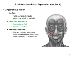Axial Muscles – Facial Expression Muscles [8]
• Zygomaticus minor
• Action:
• Pulls corners of mouth
superiorly (smiling muscle)
• Textbook Reference:
• Description: p. 322
• Figures: 11.2a & b
• Identification hint:
• Typically, muscles ending with
major are below those ending with
minor (be careful of exceptions)
74
 
