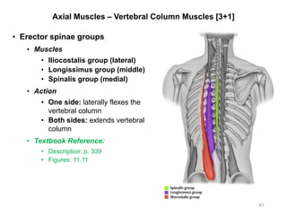 Axial Muscles – Vertebral Column Muscles [3+1]
• Erector spinae groups
• Muscles
• Iliocostalis group (lateral)
• Longissimus group (middle)
• Spinalis group (medial)
• Action
• One side: laterally flexes the
vertebral column
• Both sides: extends vertebral
column
• Textbook Reference:
• Description: p. 339
• Figures: 11.11
81
 