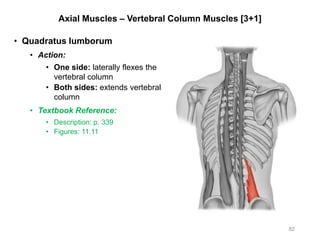 Axial Muscles – Vertebral Column Muscles [3+1]
• Quadratus lumborum
• Action:
• One side: laterally flexes the
vertebral column
• Both sides: extends vertebral
column
• Textbook Reference:
• Description: p. 339
• Figures: 11.11
82
 