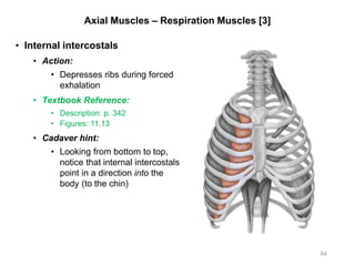 Axial Muscles – Respiration Muscles [3]
• Internal intercostals
• Action:
• Depresses ribs during forced
exhalation
• Textbook Reference:
• Description: p. 342
• Figures: 11.13
• Cadaver hint:
• Looking from bottom to top,
notice that internal intercostals
point in a direction into the
body (to the chin)
84
 