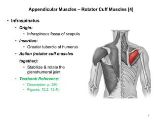 Appendicular Muscles – Rotator Cuff Muscles [4]
• Infraspinatus
• Origin:
• Infraspinous fossa of scapula
• Insertion:
• Greater tubercle of humerus
• Action (rotator cuff muscles
together):
• Stabilize & rotate the
glenohumeral joint
• Textbook Reference:
• Description: p. 359
• Figures: 12.2, 12.4b
9
 