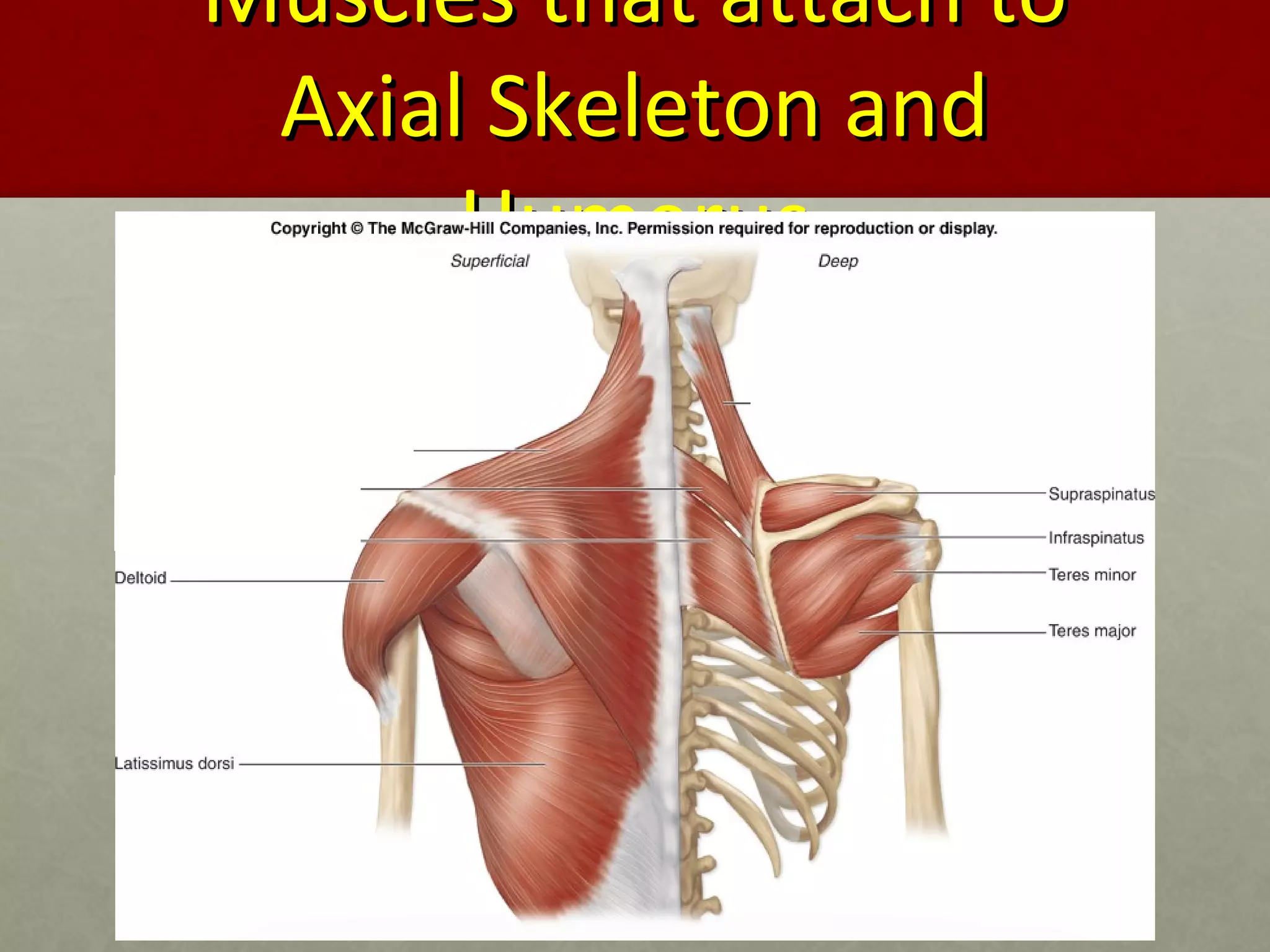 MMuusscclleess tthhaatt aattttaacchh ttoo 
AAxxiiaall SSkkeelleettoonn aanndd 
HHuummeerruuss 
 