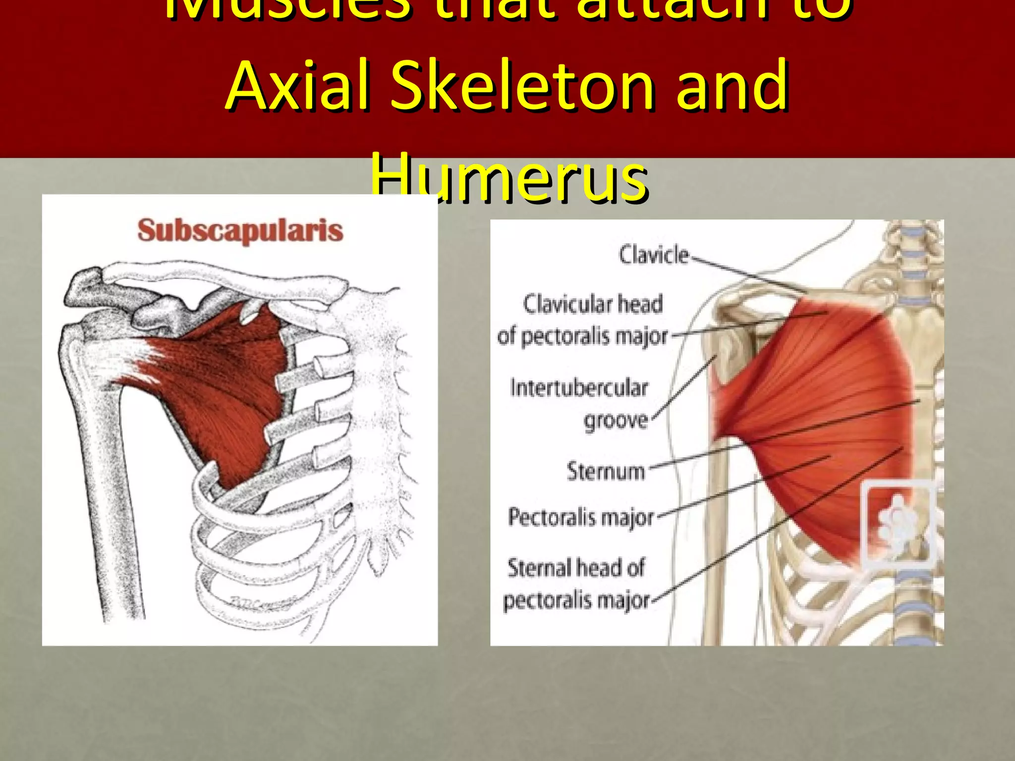 MMuusscclleess tthhaatt aattttaacchh ttoo 
AAxxiiaall SSkkeelleettoonn aanndd 
HHuummeerruuss 
 
