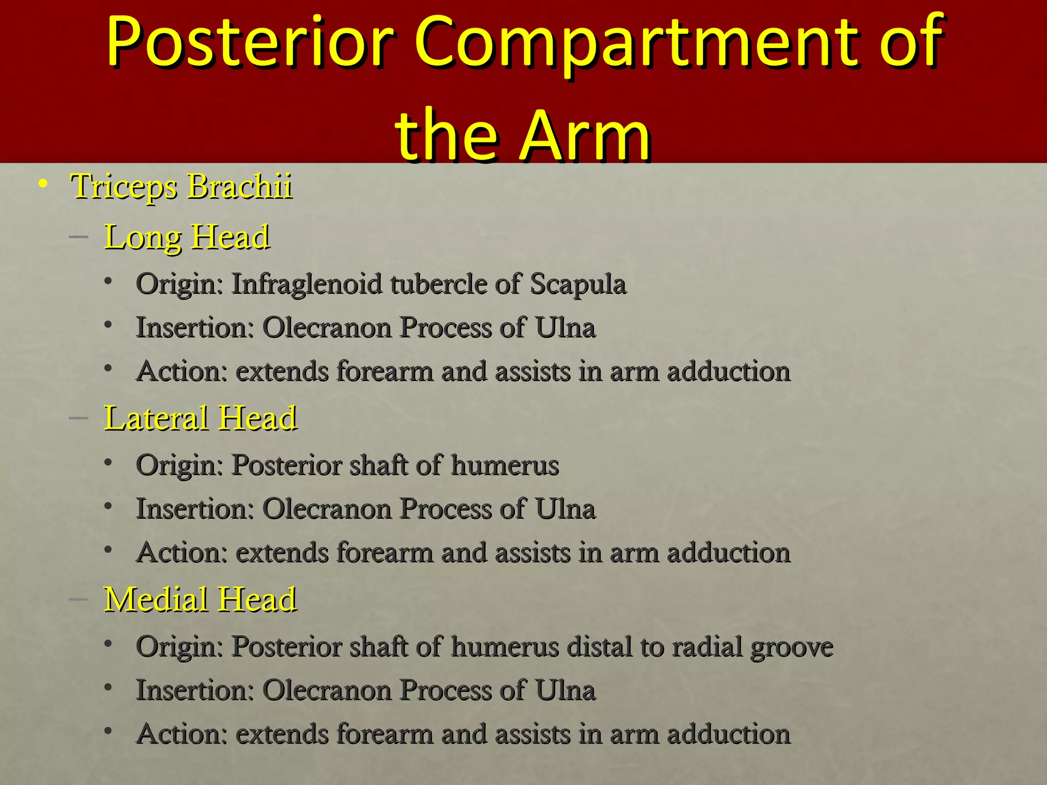 PPoosstteerriioorr CCoommppaarrttmmeenntt ooff 
tthhee AArrmm 
• TTrriicceeppss BBrraacchhiiii 
– LLoonngg HHeeaadd 
• OOrriiggiinn:: IInnffrraagglleennooiidd ttuubbeerrccllee ooff SSccaappuullaa 
• IInnsseerrttiioonn:: OOlleeccrraannoonn PPrroocceessss ooff UUllnnaa 
• AAccttiioonn:: eexxtteennddss ffoorreeaarrmm aanndd aassssiissttss iinn aarrmm aadddduuccttiioonn 
– LLaatteerraall HHeeaadd 
• OOrriiggiinn:: PPoosstteerriioorr sshhaafftt ooff hhuummeerruuss 
• IInnsseerrttiioonn:: OOlleeccrraannoonn PPrroocceessss ooff UUllnnaa 
• AAccttiioonn:: eexxtteennddss ffoorreeaarrmm aanndd aassssiissttss iinn aarrmm aadddduuccttiioonn 
– MMeeddiiaall HHeeaadd 
• OOrriiggiinn:: PPoosstteerriioorr sshhaafftt ooff hhuummeerruuss ddiissttaall ttoo rraaddiiaall ggrroooovvee 
• IInnsseerrttiioonn:: OOlleeccrraannoonn PPrroocceessss ooff UUllnnaa 
• AAccttiioonn:: eexxtteennddss ffoorreeaarrmm aanndd aassssiissttss iinn aarrmm aadddduuccttiioonn 
 