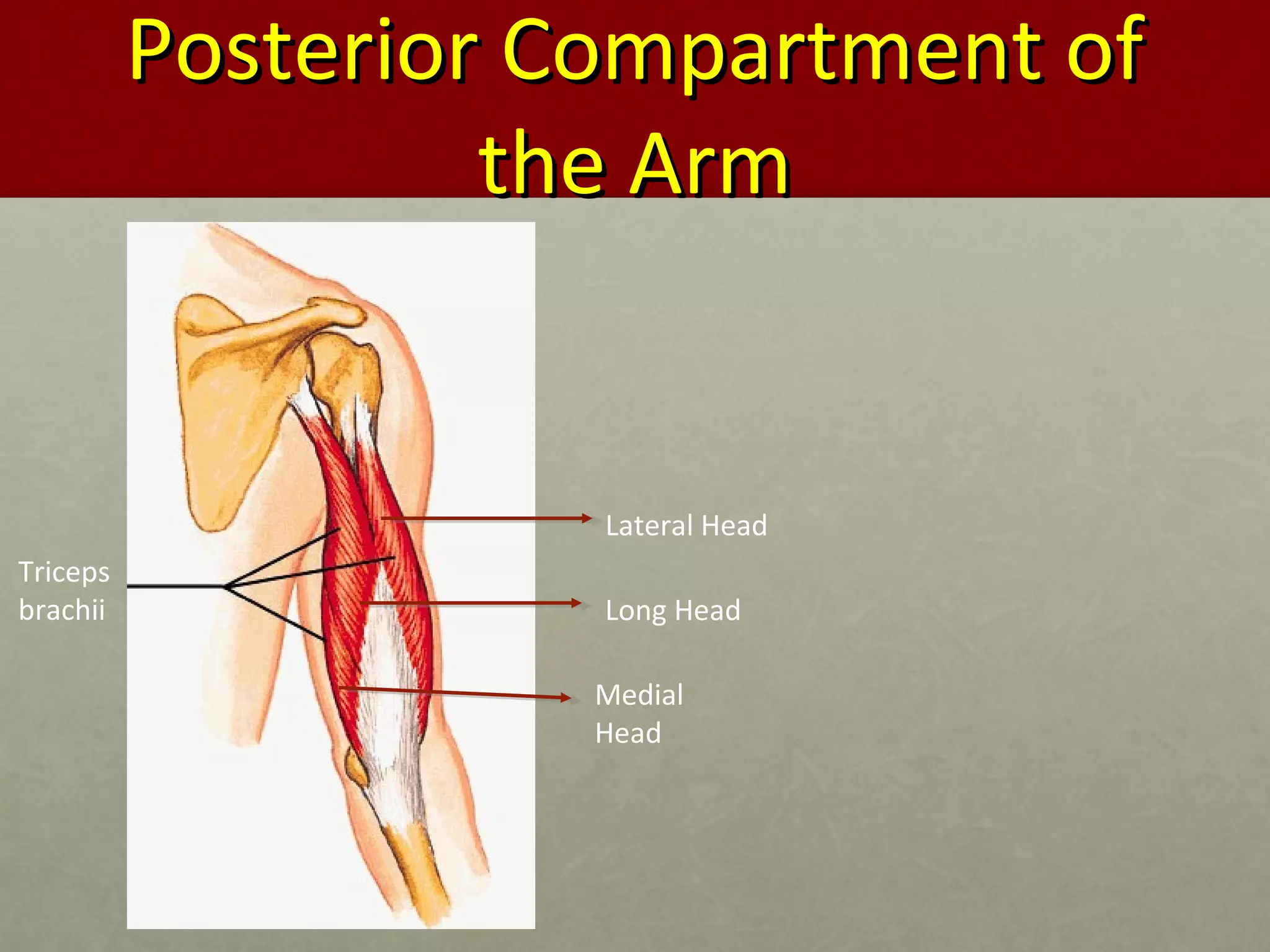 PPoosstteerriioorr CCoommppaarrttmmeenntt ooff 
tthhee AArrmm 
Lateral Head 
Long Head 
Medial 
Head 
Triceps 
brachii 
 