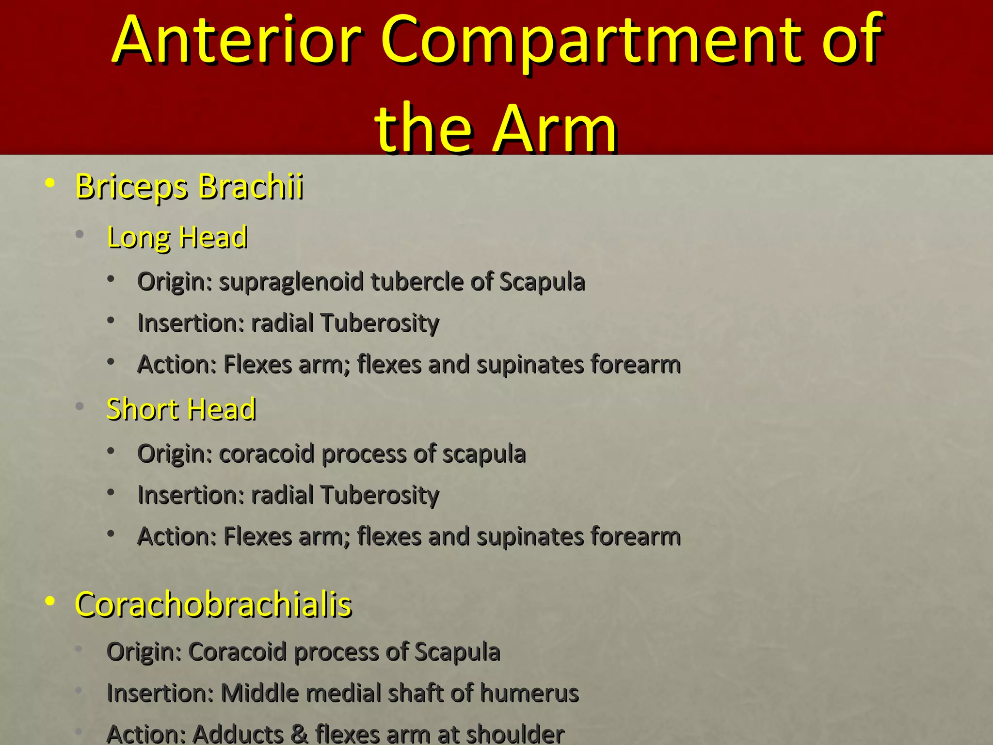 AAnntteerriioorr CCoommppaarrttmmeenntt ooff 
tthhee AArrmm 
• BBrriicceeppss BBrraacchhiiii 
• LLoonngg HHeeaadd 
• OOrriiggiinn:: ssuupprraagglleennooiidd ttuubbeerrccllee ooff SSccaappuullaa 
• IInnsseerrttiioonn:: rraaddiiaall TTuubbeerroossiittyy 
• AAccttiioonn:: FFlleexxeess aarrmm;; fflleexxeess aanndd ssuuppiinnaatteess ffoorreeaarrmm 
• SShhoorrtt HHeeaadd 
• OOrriiggiinn:: ccoorraaccooiidd pprroocceessss ooff ssccaappuullaa 
• IInnsseerrttiioonn:: rraaddiiaall TTuubbeerroossiittyy 
• AAccttiioonn:: FFlleexxeess aarrmm;; fflleexxeess aanndd ssuuppiinnaatteess ffoorreeaarrmm 
• CCoorraacchhoobbrraacchhiiaalliiss 
• OOrriiggiinn:: CCoorraaccooiidd pprroocceessss ooff SSccaappuullaa 
• IInnsseerrttiioonn:: MMiiddddllee mmeeddiiaall sshhaafftt ooff hhuummeerruuss 
• AAccttiioonn:: AAdddduuccttss && fflleexxeess aarrmm aatt sshhoouullddeerr 
 