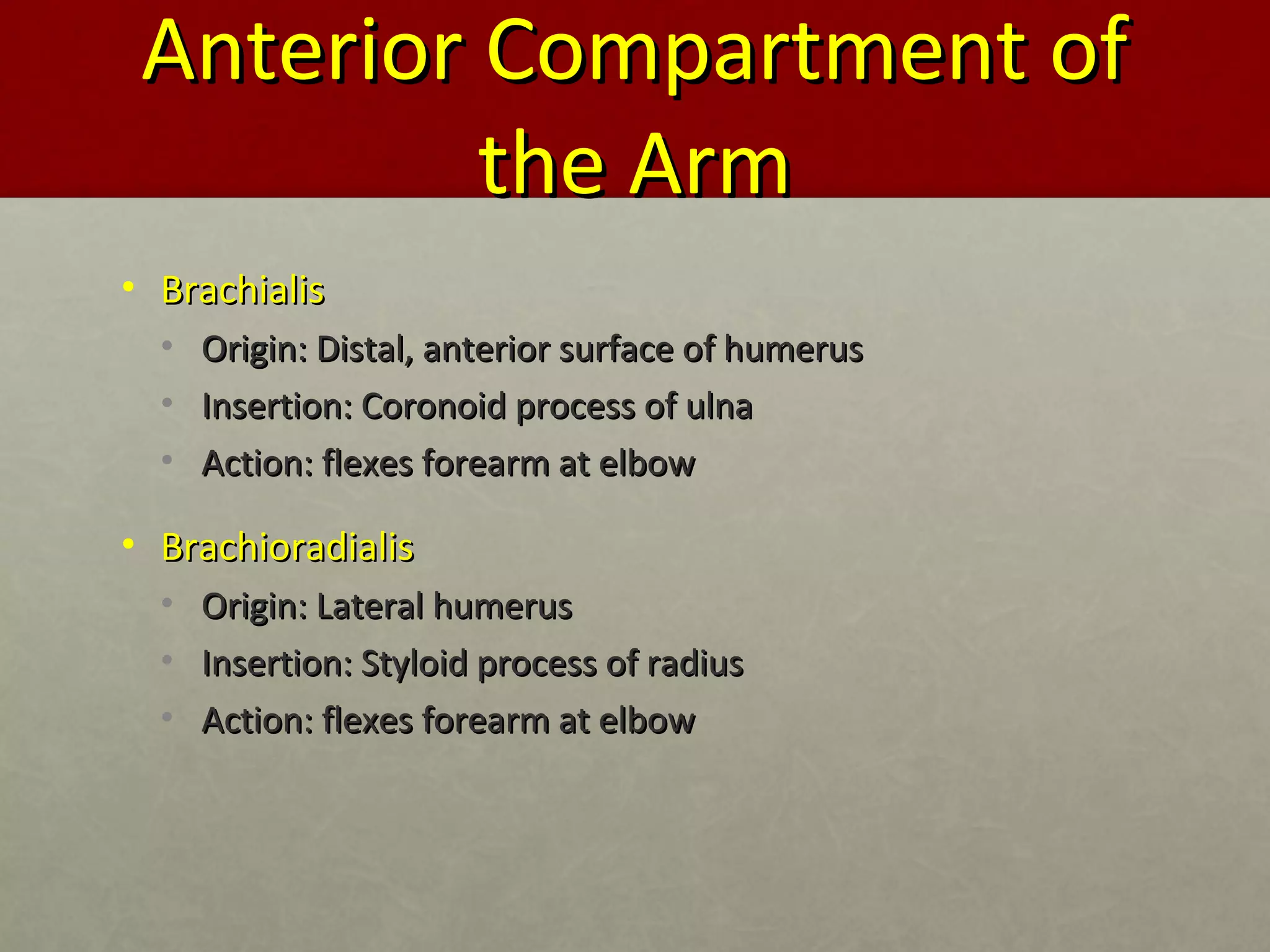 AAnntteerriioorr CCoommppaarrttmmeenntt ooff 
tthhee AArrmm 
• BBrraacchhiiaalliiss 
• OOrriiggiinn:: DDiissttaall,, aanntteerriioorr ssuurrffaaccee ooff hhuummeerruuss 
• IInnsseerrttiioonn:: CCoorroonnooiidd pprroocceessss ooff uullnnaa 
• AAccttiioonn:: fflleexxeess ffoorreeaarrmm aatt eellbbooww 
• BBrraacchhiioorraaddiiaalliiss 
• OOrriiggiinn:: LLaatteerraall hhuummeerruuss 
• IInnsseerrttiioonn:: SSttyyllooiidd pprroocceessss ooff rraaddiiuuss 
• AAccttiioonn:: fflleexxeess ffoorreeaarrmm aatt eellbbooww 
 