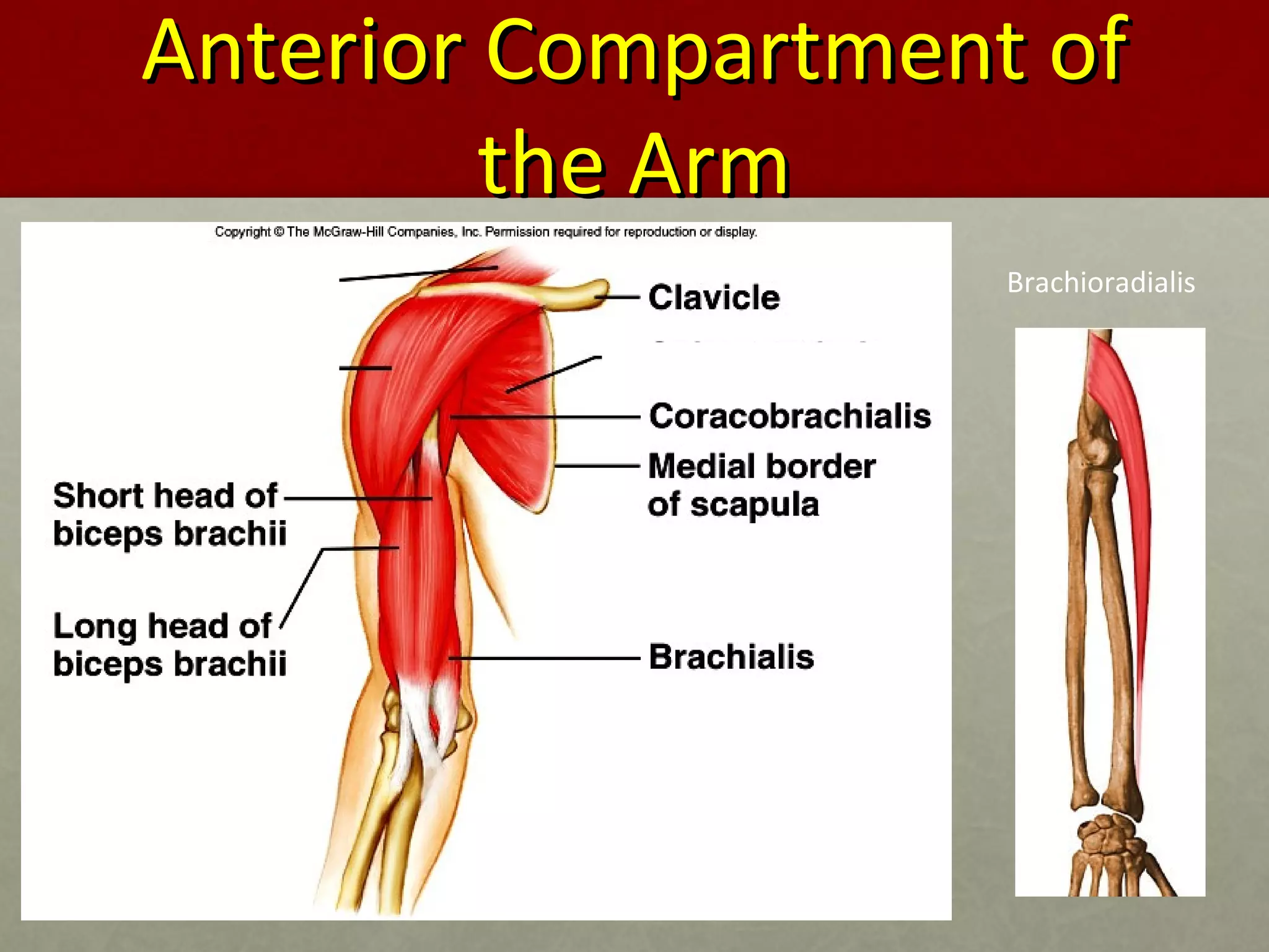 AAnntteerriioorr CCoommppaarrttmmeenntt ooff 
tthhee AArrmm 
Brachioradialis 
 