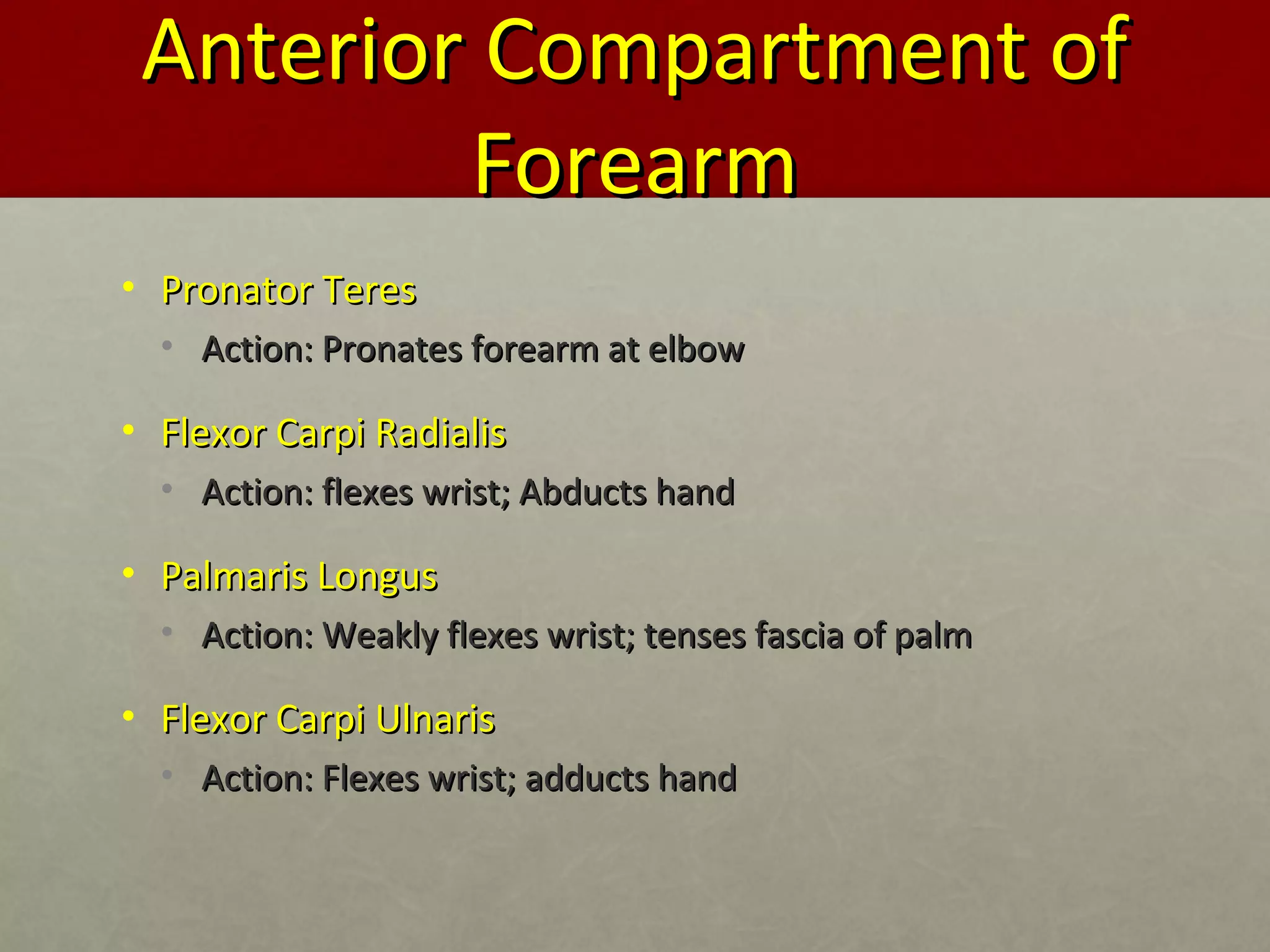 AAnntteerriioorr CCoommppaarrttmmeenntt ooff 
FFoorreeaarrmm 
• PPrroonnaattoorr TTeerreess 
• AAccttiioonn:: PPrroonnaatteess ffoorreeaarrmm aatt eellbbooww 
• FFlleexxoorr CCaarrppii RRaaddiiaalliiss 
• AAccttiioonn:: fflleexxeess wwrriisstt;; AAbbdduuccttss hhaanndd 
• PPaallmmaarriiss LLoonngguuss 
• AAccttiioonn:: WWeeaakkllyy fflleexxeess wwrriisstt;; tteennsseess ffaasscciiaa ooff ppaallmm 
• FFlleexxoorr CCaarrppii UUllnnaarriiss 
• AAccttiioonn:: FFlleexxeess wwrriisstt;; aadddduuccttss hhaanndd 
 