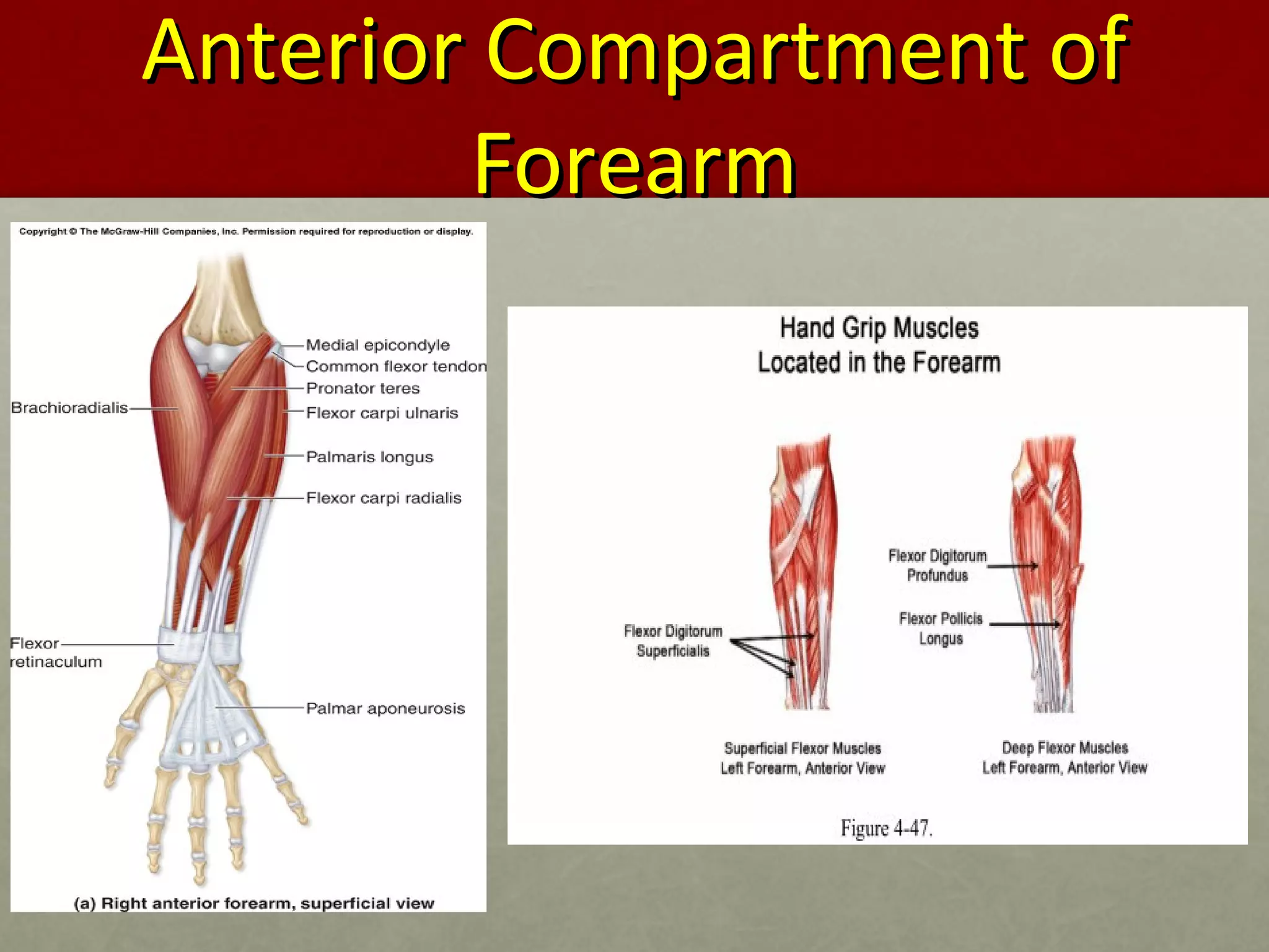 AAnntteerriioorr CCoommppaarrttmmeenntt ooff 
FFoorreeaarrmm 
 