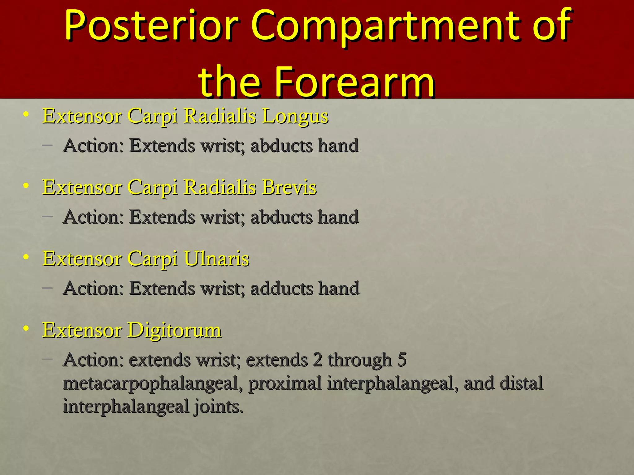 PPoosstteerriioorr CCoommppaarrttmmeenntt ooff 
tthhee FFoorreeaarrmm 
• EExxtteennssoorr CCaarrppii RRaaddiiaalliiss LLoonngguuss 
– AAccttiioonn:: EExxtteennddss wwrriisstt;; aabbdduuccttss hhaanndd 
• EExxtteennssoorr CCaarrppii RRaaddiiaalliiss BBrreevviiss 
– AAccttiioonn:: EExxtteennddss wwrriisstt;; aabbdduuccttss hhaanndd 
• EExxtteennssoorr CCaarrppii UUllnnaarriiss 
– AAccttiioonn:: EExxtteennddss wwrriisstt;; aadddduuccttss hhaanndd 
• EExxtteennssoorr DDiiggiittoorruumm 
– AAccttiioonn:: eexxtteennddss wwrriisstt;; eexxtteennddss 22 tthhrroouugghh 55 
mmeettaaccaarrppoopphhaallaannggeeaall,, pprrooxxiimmaall iinntteerrpphhaallaannggeeaall,, aanndd ddiissttaall 
iinntteerrpphhaallaannggeeaall jjooiinnttss.. 
 
