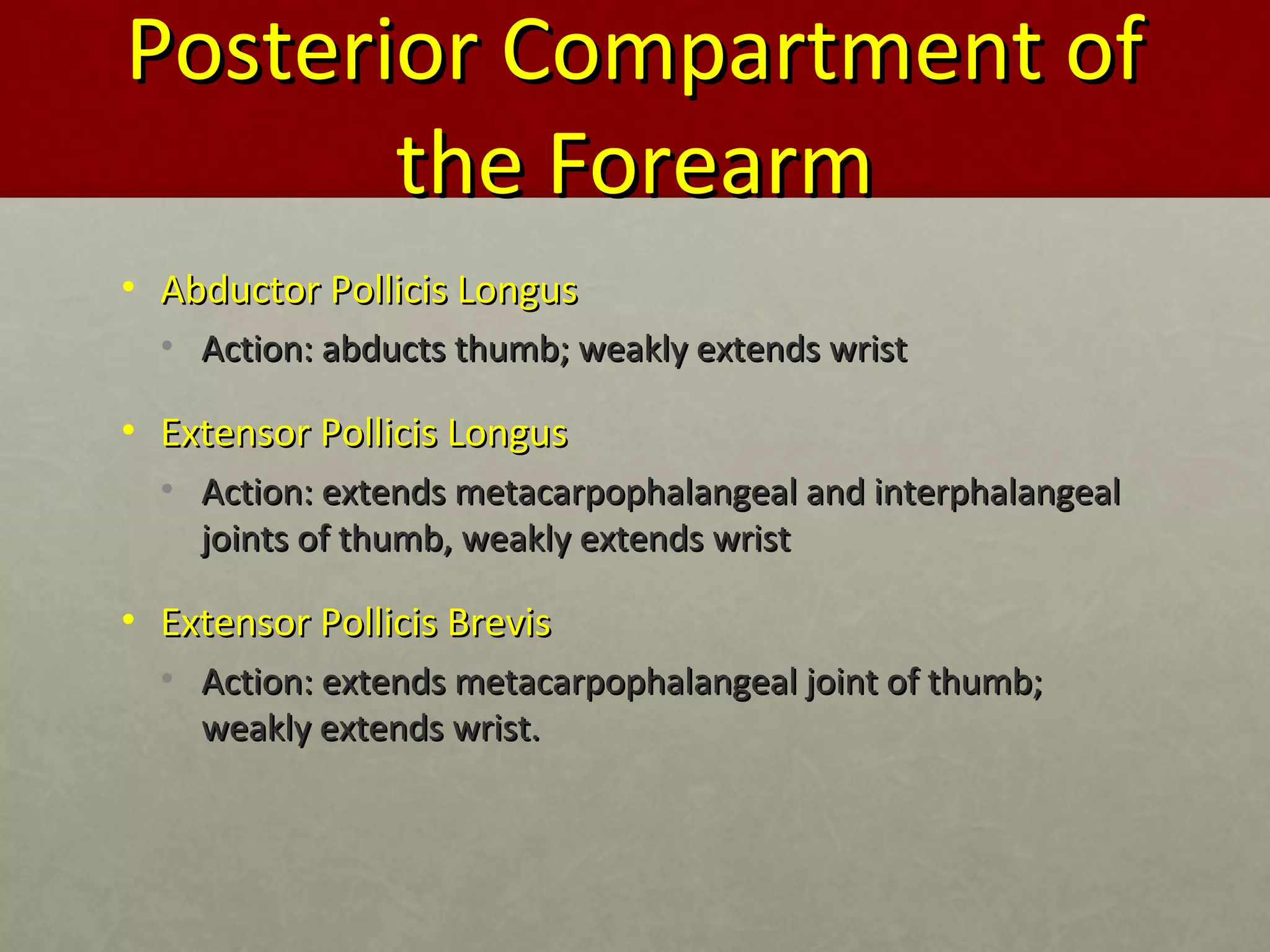 PPoosstteerriioorr CCoommppaarrttmmeenntt ooff 
tthhee FFoorreeaarrmm 
• AAbbdduuccttoorr PPoolllliicciiss LLoonngguuss 
• AAccttiioonn:: aabbdduuccttss tthhuummbb;; wweeaakkllyy eexxtteennddss wwrriisstt 
• EExxtteennssoorr PPoolllliicciiss LLoonngguuss 
• AAccttiioonn:: eexxtteennddss mmeettaaccaarrppoopphhaallaannggeeaall aanndd iinntteerrpphhaallaannggeeaall 
jjooiinnttss ooff tthhuummbb,, wweeaakkllyy eexxtteennddss wwrriisstt 
• EExxtteennssoorr PPoolllliicciiss BBrreevviiss 
• AAccttiioonn:: eexxtteennddss mmeettaaccaarrppoopphhaallaannggeeaall jjooiinntt ooff tthhuummbb;; 
wweeaakkllyy eexxtteennddss wwrriisstt.. 
 