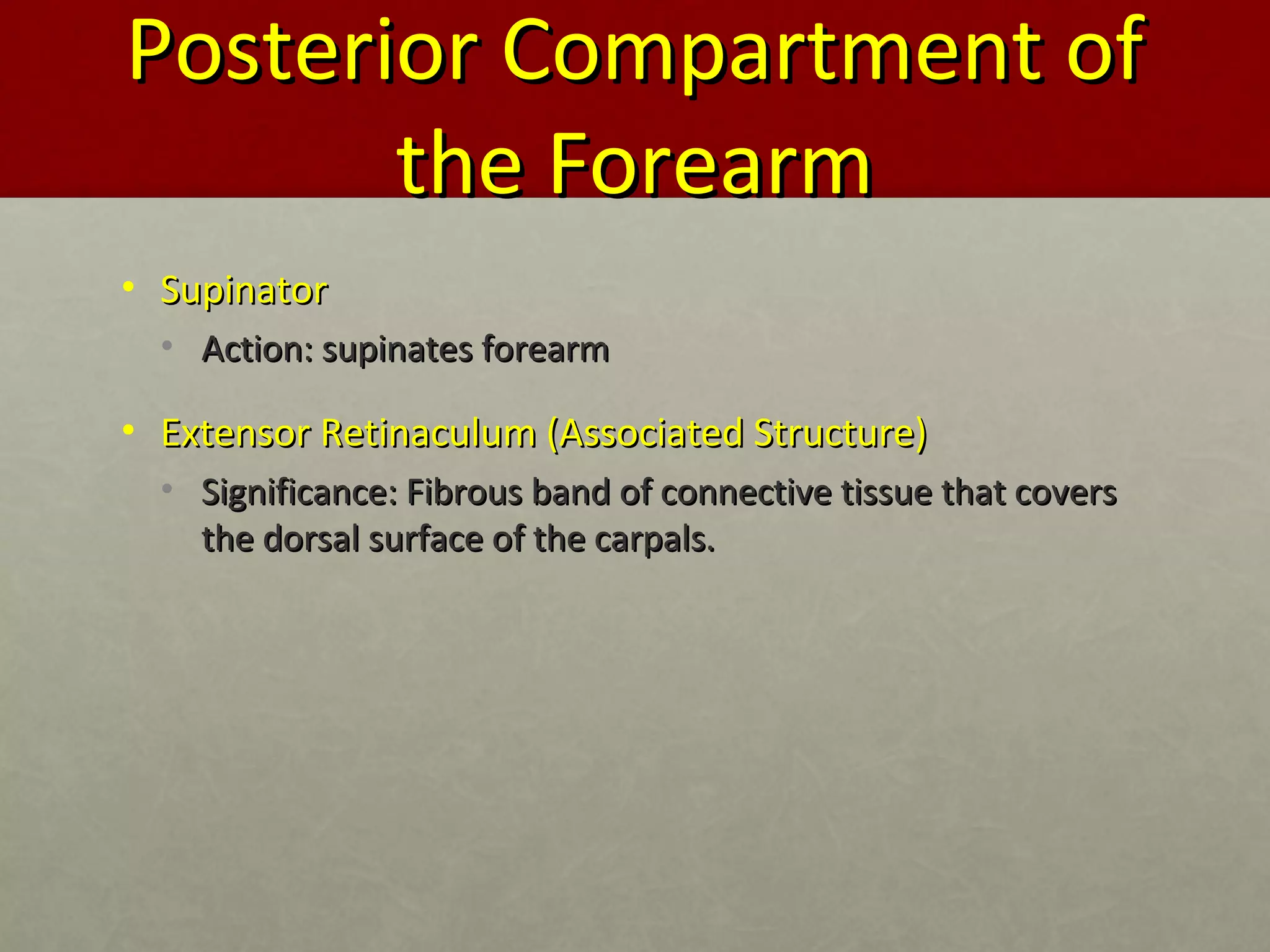 PPoosstteerriioorr CCoommppaarrttmmeenntt ooff 
tthhee FFoorreeaarrmm 
• SSuuppiinnaattoorr 
• AAccttiioonn:: ssuuppiinnaatteess ffoorreeaarrmm 
• EExxtteennssoorr RReettiinnaaccuulluumm ((AAssssoocciiaatteedd SSttrruuccttuurree)) 
• SSiiggnniiffiiccaannccee:: FFiibbrroouuss bbaanndd ooff ccoonnnneeccttiivvee ttiissssuuee tthhaatt ccoovveerrss 
tthhee ddoorrssaall ssuurrffaaccee ooff tthhee ccaarrppaallss.. 
 
