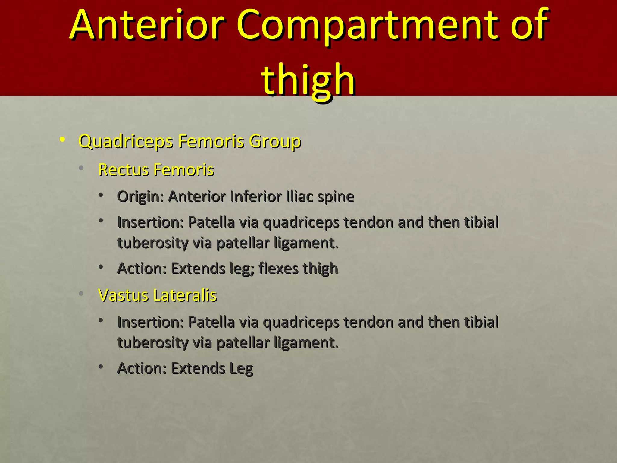 AAnntteerriioorr CCoommppaarrttmmeenntt ooff 
tthhiigghh 
• QQuuaaddrriicceeppss FFeemmoorriiss GGrroouupp 
• RReeccttuuss FFeemmoorriiss 
• OOrriiggiinn:: AAnntteerriioorr IInnffeerriioorr IIlliiaacc ssppiinnee 
• IInnsseerrttiioonn:: PPaatteellllaa vviiaa qquuaaddrriicceeppss tteennddoonn aanndd tthheenn ttiibbiiaall 
ttuubbeerroossiittyy vviiaa ppaatteellllaarr lliiggaammeenntt.. 
• AAccttiioonn:: EExxtteennddss lleegg;; fflleexxeess tthhiigghh 
• VVaassttuuss LLaatteerraalliiss 
• IInnsseerrttiioonn:: PPaatteellllaa vviiaa qquuaaddrriicceeppss tteennddoonn aanndd tthheenn ttiibbiiaall 
ttuubbeerroossiittyy vviiaa ppaatteellllaarr lliiggaammeenntt.. 
• AAccttiioonn:: EExxtteennddss LLeegg 
 