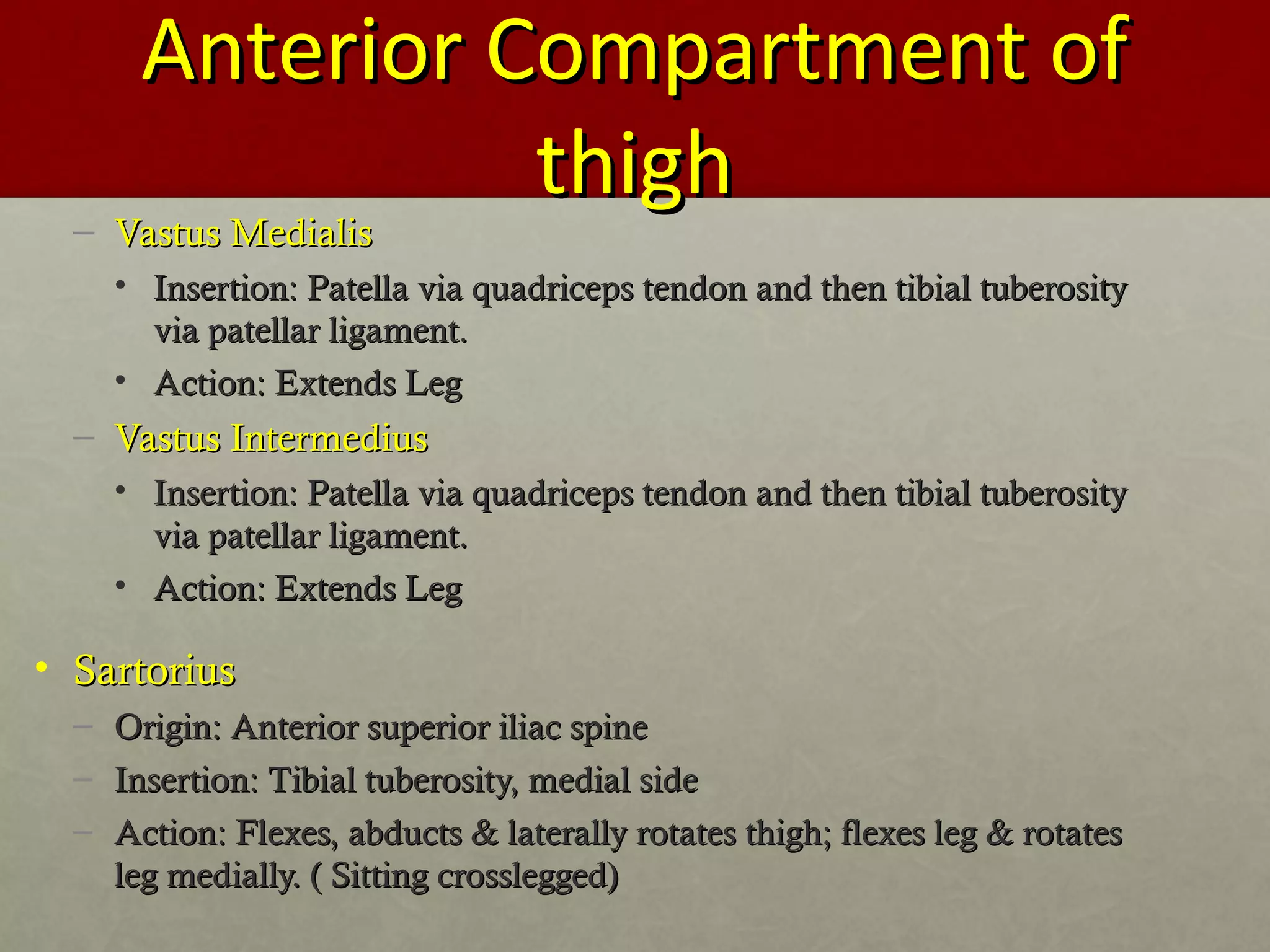 AAnntteerriioorr CCoommppaarrttmmeenntt ooff 
tthhiigghh 
– VVaassttuuss MMeeddiiaalliiss 
• IInnsseerrttiioonn:: PPaatteellllaa vviiaa qquuaaddrriicceeppss tteennddoonn aanndd tthheenn ttiibbiiaall ttuubbeerroossiittyy 
vviiaa ppaatteellllaarr lliiggaammeenntt.. 
• AAccttiioonn:: EExxtteennddss LLeegg 
– VVaassttuuss IInntteerrmmeeddiiuuss 
• IInnsseerrttiioonn:: PPaatteellllaa vviiaa qquuaaddrriicceeppss tteennddoonn aanndd tthheenn ttiibbiiaall ttuubbeerroossiittyy 
vviiaa ppaatteellllaarr lliiggaammeenntt.. 
• AAccttiioonn:: EExxtteennddss LLeegg 
• SSaarrttoorriiuuss 
– OOrriiggiinn:: AAnntteerriioorr ssuuppeerriioorr iilliiaacc ssppiinnee 
– IInnsseerrttiioonn:: TTiibbiiaall ttuubbeerroossiittyy,, mmeeddiiaall ssiiddee 
– AAccttiioonn:: FFlleexxeess,, aabbdduuccttss & llaatteerraallllyy rroottaatteess tthhiigghh;; fflleexxeess lleegg & rroottaatteess 
lleegg mmeeddiiaallllyy.. (( SSiittttiinngg ccrroosssslleeggggeedd)) 
 