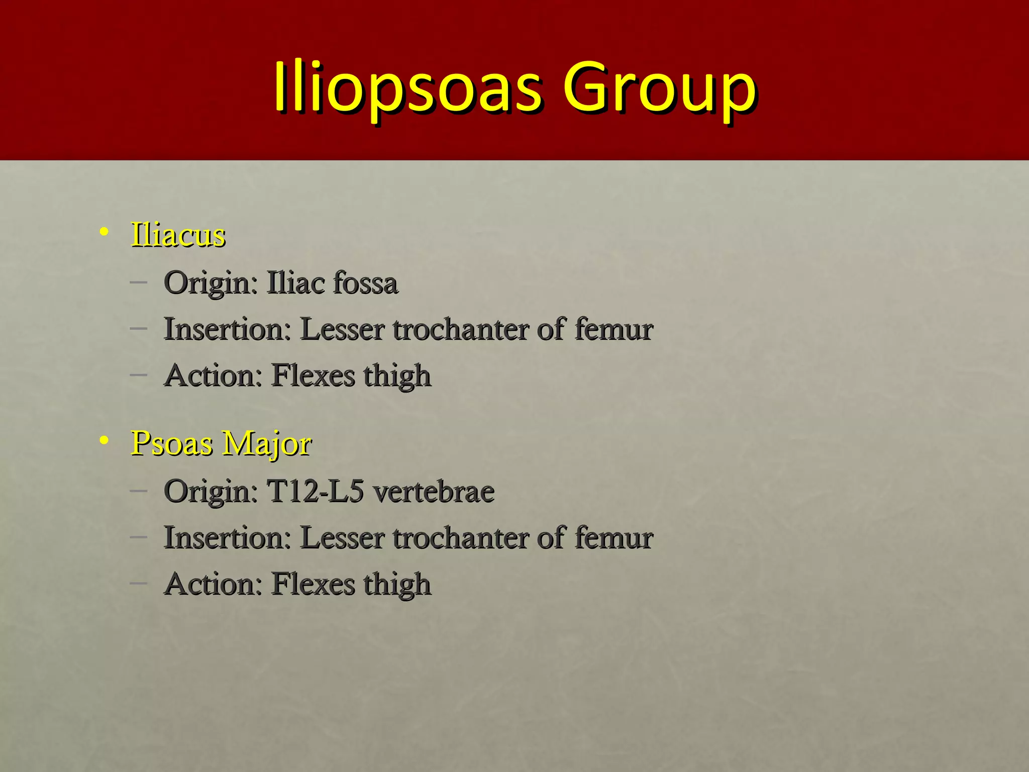 IIlliiooppssooaass GGrroouupp 
• IIlliiaaccuuss 
– OOrriiggiinn:: IIlliiaacc ffoossssaa 
– IInnsseerrttiioonn:: LLeesssseerr ttrroocchhaanntteerr ooff ffeemmuurr 
– AAccttiioonn:: FFlleexxeess tthhiigghh 
• PPssooaass MMaajjoorr 
– OOrriiggiinn:: TT1122--LL55 vveerrtteebbrraaee 
– IInnsseerrttiioonn:: LLeesssseerr ttrroocchhaanntteerr ooff ffeemmuurr 
– AAccttiioonn:: FFlleexxeess tthhiigghh 
 