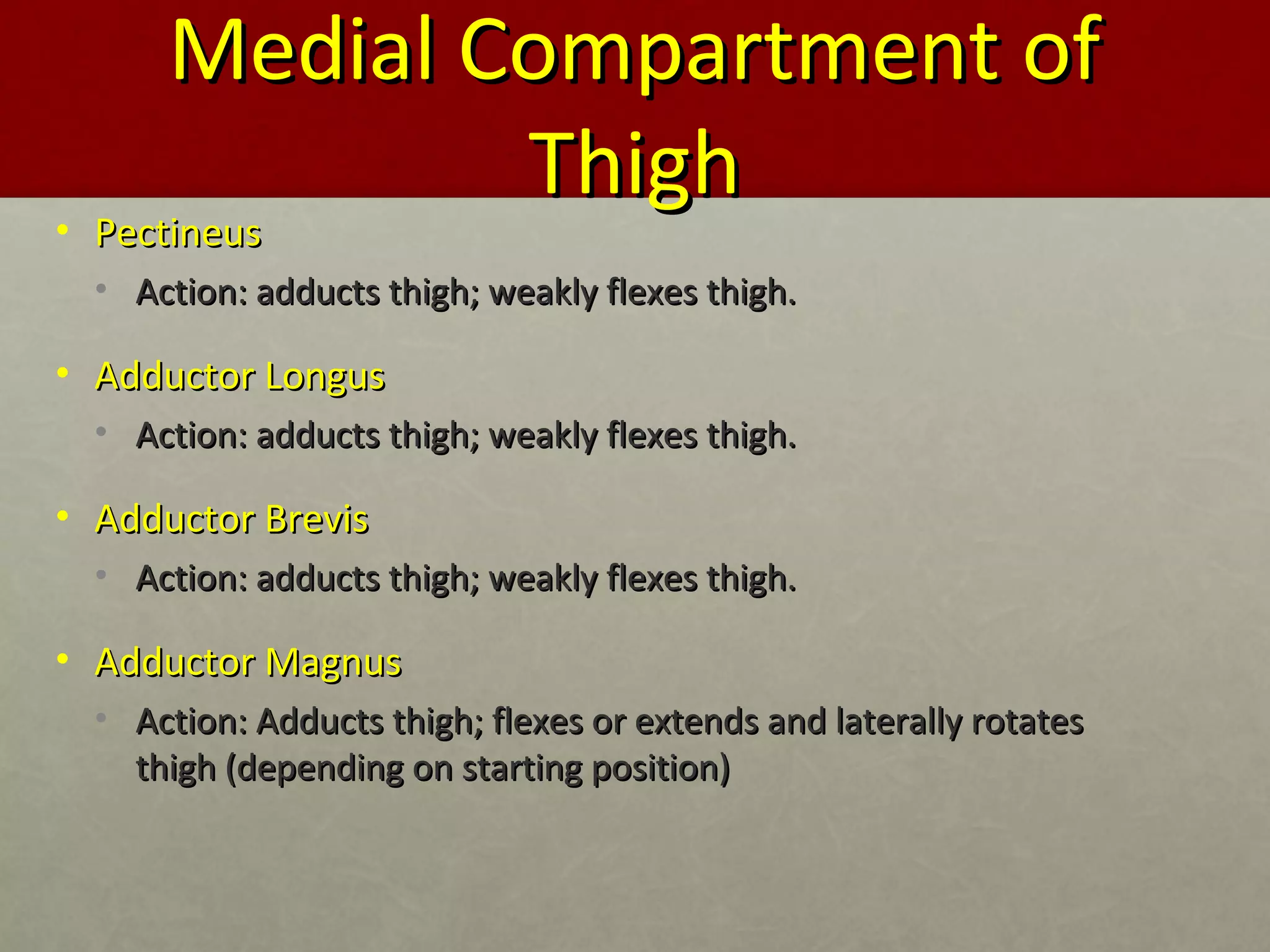 MMeeddiiaall CCoommppaarrttmmeenntt ooff 
TThhiigghh 
• PPeeccttiinneeuuss 
• AAccttiioonn:: aadddduuccttss tthhiigghh;; wweeaakkllyy fflleexxeess tthhiigghh.. 
• AAdddduuccttoorr LLoonngguuss 
• AAccttiioonn:: aadddduuccttss tthhiigghh;; wweeaakkllyy fflleexxeess tthhiigghh.. 
• AAdddduuccttoorr BBrreevviiss 
• AAccttiioonn:: aadddduuccttss tthhiigghh;; wweeaakkllyy fflleexxeess tthhiigghh.. 
• AAdddduuccttoorr MMaaggnnuuss 
• AAccttiioonn:: AAdddduuccttss tthhiigghh;; fflleexxeess oorr eexxtteennddss aanndd llaatteerraallllyy rroottaatteess 
tthhiigghh ((ddeeppeennddiinngg oonn ssttaarrttiinngg ppoossiittiioonn)) 
 