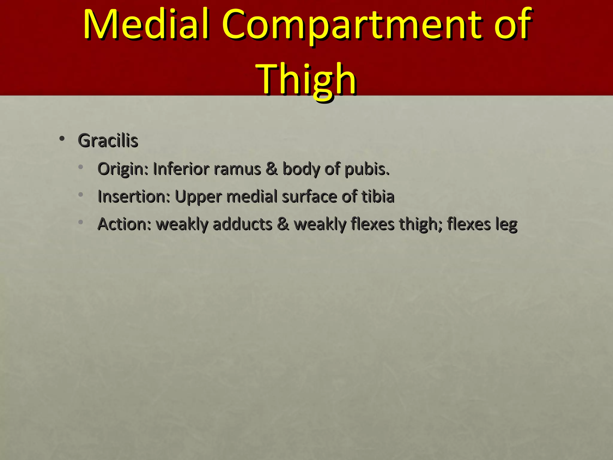 MMeeddiiaall CCoommppaarrttmmeenntt ooff 
TThhiigghh 
• GGrraacciilliiss 
• OOrriiggiinn:: IInnffeerriioorr rraammuuss && bbooddyy ooff ppuubbiiss.. 
• IInnsseerrttiioonn:: UUppppeerr mmeeddiiaall ssuurrffaaccee ooff ttiibbiiaa 
• AAccttiioonn:: wweeaakkllyy aadddduuccttss && wweeaakkllyy fflleexxeess tthhiigghh;; fflleexxeess lleegg 
 