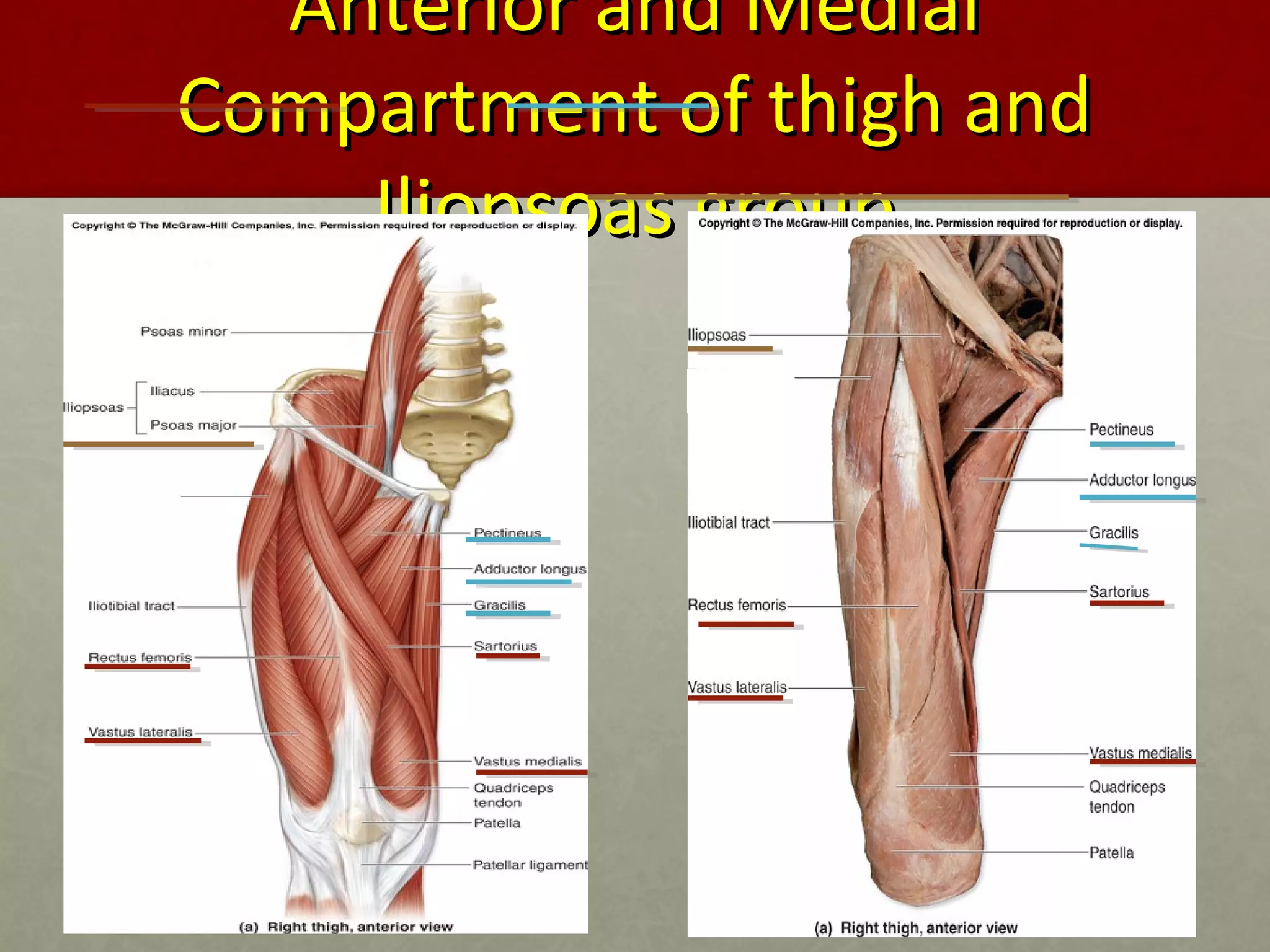 AAnntteerriioorr aanndd MMeeddiiaall 
CCoommppaarrttmmeenntt ooff tthhiigghh aanndd 
IIlliiooppssooaass ggrroouupp 
 