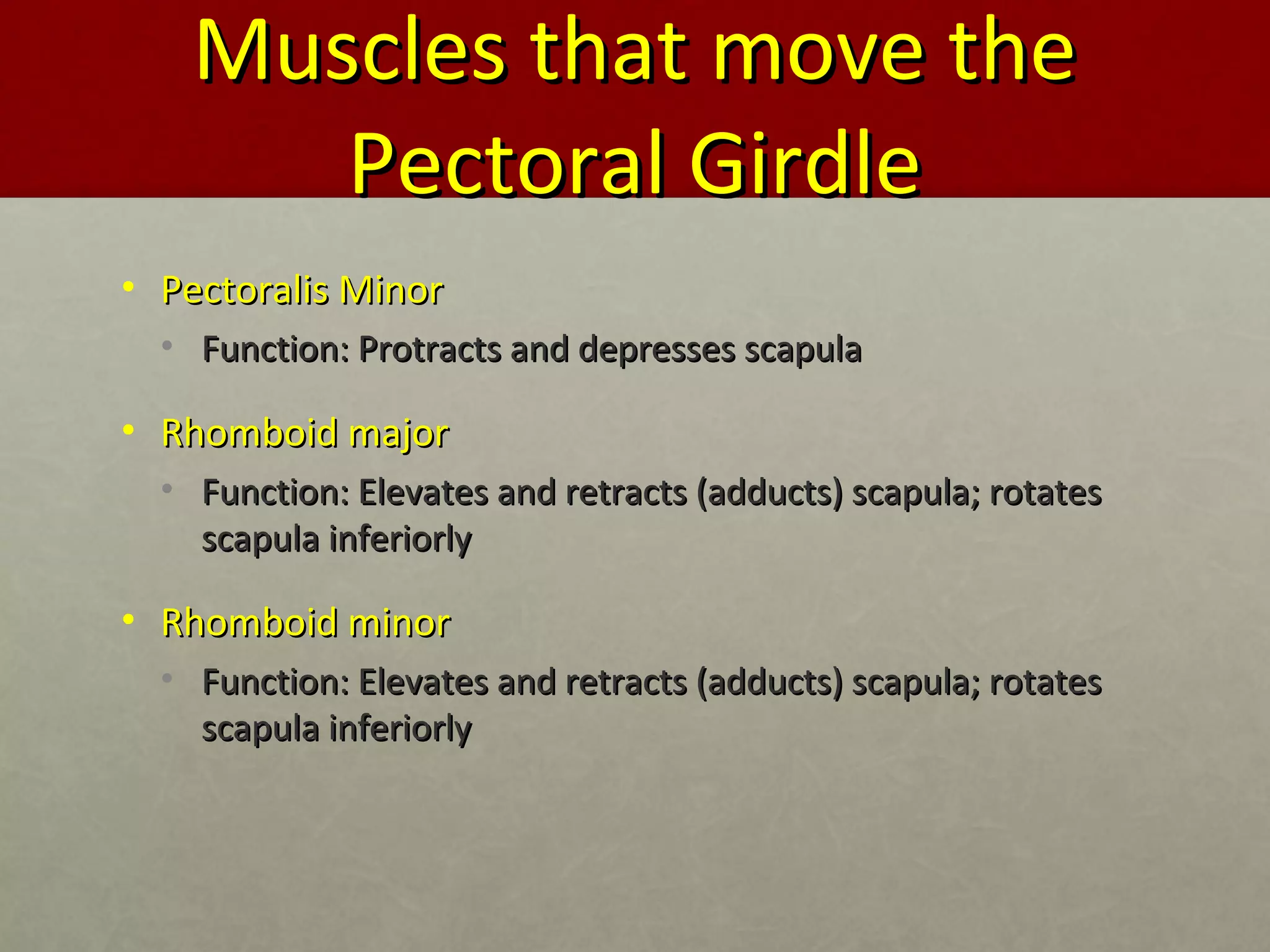 MMuusscclleess tthhaatt mmoovvee tthhee 
PPeeccttoorraall GGiirrddllee 
• PPeeccttoorraalliiss MMiinnoorr 
• FFuunnccttiioonn:: PPrroottrraaccttss aanndd ddeepprreesssseess ssccaappuullaa 
• RRhhoommbbooiidd mmaajjoorr 
• FFuunnccttiioonn:: EElleevvaatteess aanndd rreettrraaccttss ((aadddduuccttss)) ssccaappuullaa;; rroottaatteess 
ssccaappuullaa iinnffeerriioorrllyy 
• RRhhoommbbooiidd mmiinnoorr 
• FFuunnccttiioonn:: EElleevvaatteess aanndd rreettrraaccttss ((aadddduuccttss)) ssccaappuullaa;; rroottaatteess 
ssccaappuullaa iinnffeerriioorrllyy 
 