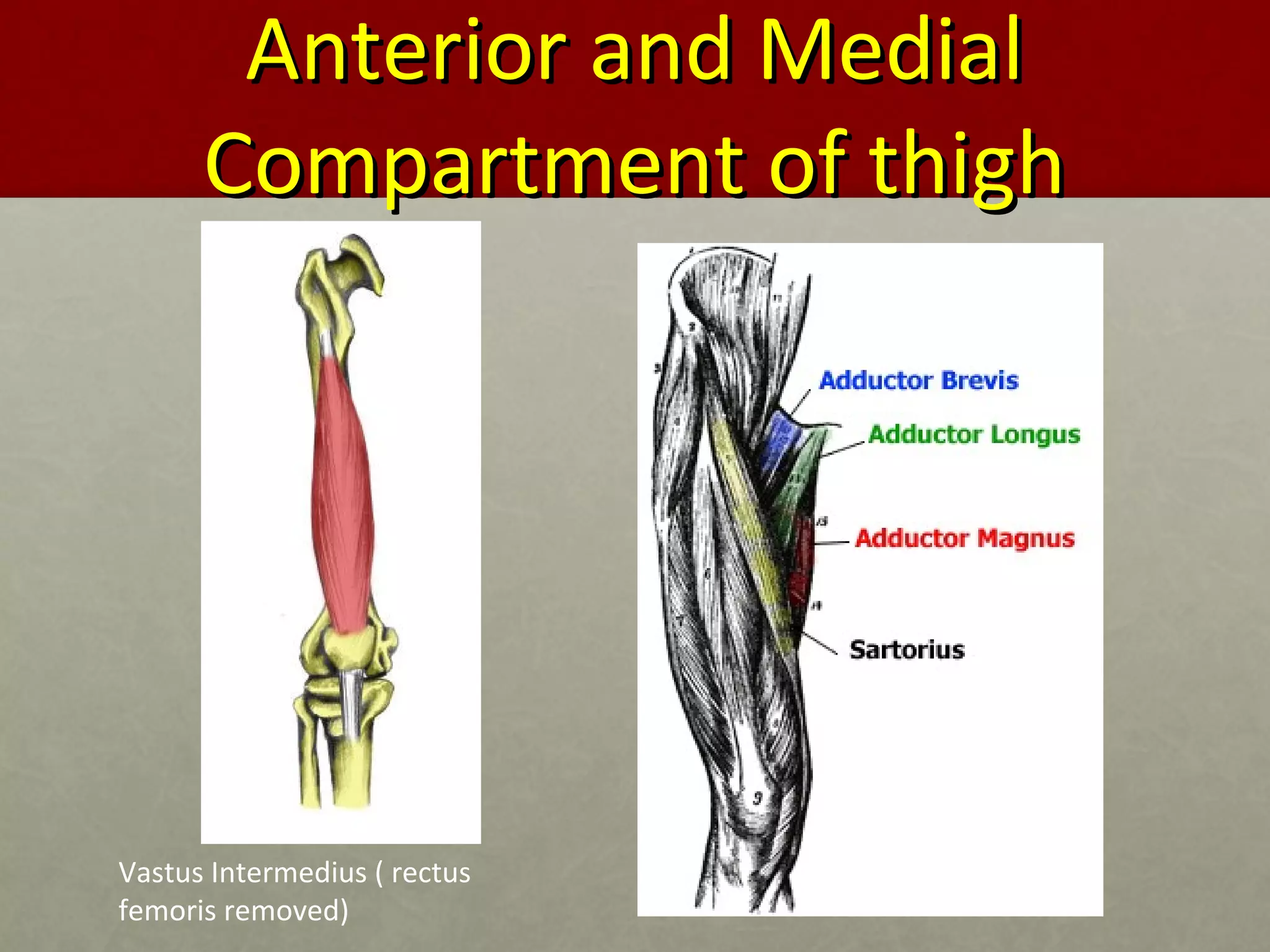 AAnntteerriioorr aanndd MMeeddiiaall 
CCoommppaarrttmmeenntt ooff tthhiigghh 
Vastus Intermedius ( rectus 
femoris removed) 
 