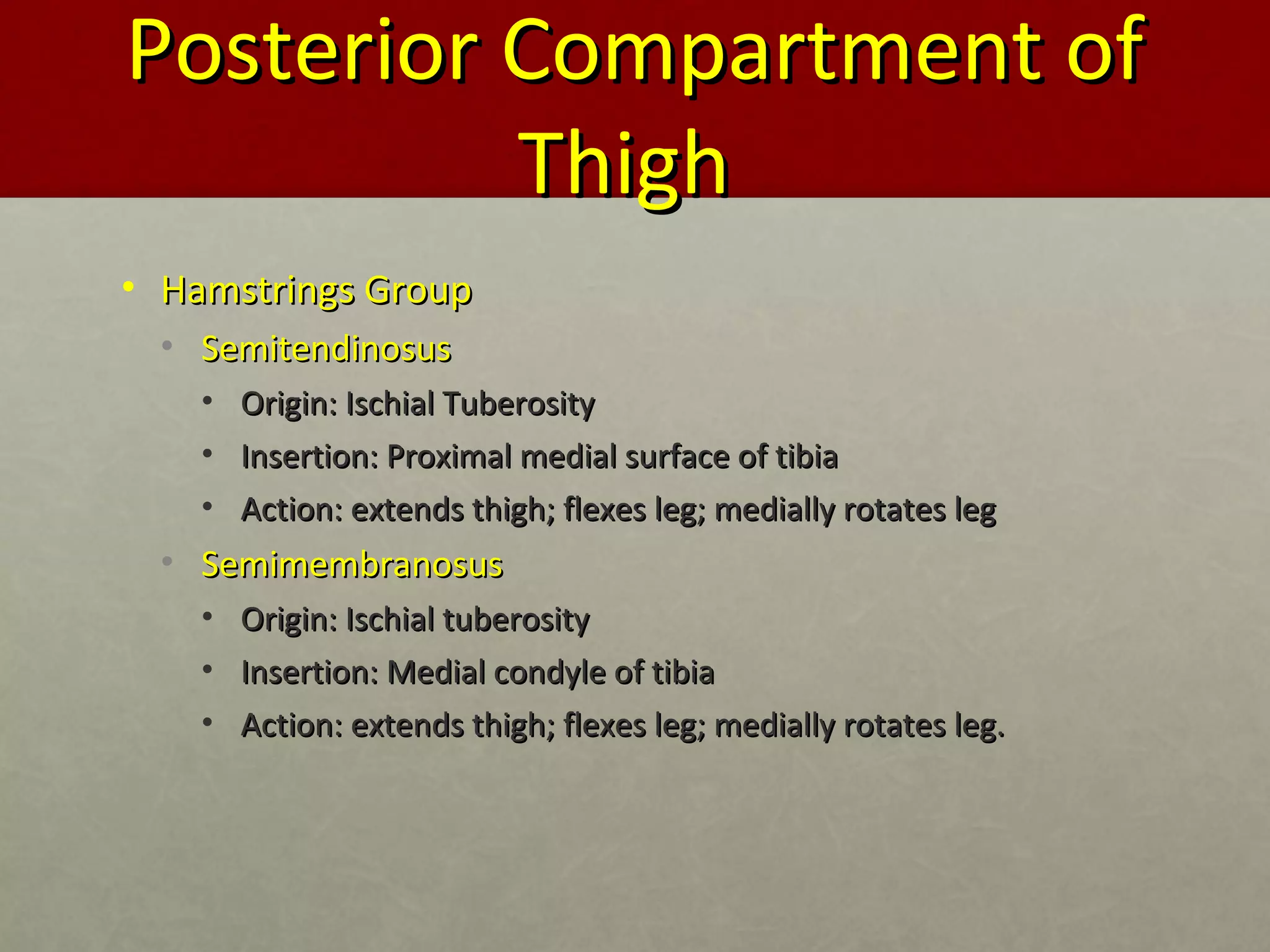 PPoosstteerriioorr CCoommppaarrttmmeenntt ooff 
TThhiigghh 
• HHaammssttrriinnggss GGrroouupp 
• SSeemmiitteennddiinnoossuuss 
• OOrriiggiinn:: IIsscchhiiaall TTuubbeerroossiittyy 
• IInnsseerrttiioonn:: PPrrooxxiimmaall mmeeddiiaall ssuurrffaaccee ooff ttiibbiiaa 
• AAccttiioonn:: eexxtteennddss tthhiigghh;; fflleexxeess lleegg;; mmeeddiiaallllyy rroottaatteess lleegg 
• SSeemmiimmeemmbbrraannoossuuss 
• OOrriiggiinn:: IIsscchhiiaall ttuubbeerroossiittyy 
• IInnsseerrttiioonn:: MMeeddiiaall ccoonnddyyllee ooff ttiibbiiaa 
• AAccttiioonn:: eexxtteennddss tthhiigghh;; fflleexxeess lleegg;; mmeeddiiaallllyy rroottaatteess lleegg.. 
 