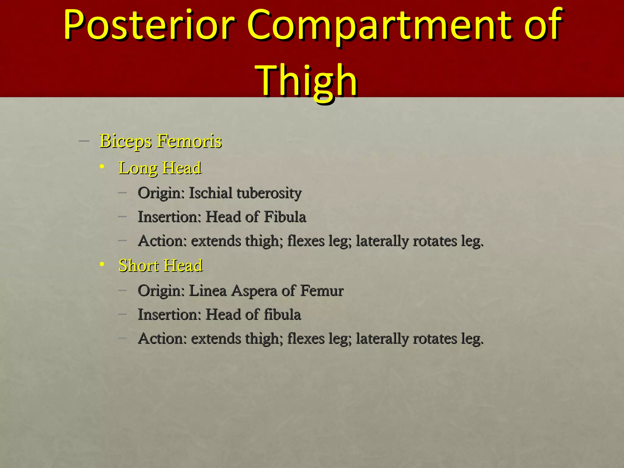 PPoosstteerriioorr CCoommppaarrttmmeenntt ooff 
TThhiigghh 
– BBiicceeppss FFeemmoorriiss 
• LLoonngg HHeeaadd 
– OOrriiggiinn:: IIsscchhiiaall ttuubbeerroossiittyy 
– IInnsseerrttiioonn:: HHeeaadd ooff FFiibbuullaa 
– AAccttiioonn:: eexxtteennddss tthhiigghh;; fflleexxeess lleegg;; llaatteerraallllyy rroottaatteess lleegg.. 
• SShhoorrtt HHeeaadd 
– OOrriiggiinn:: LLiinneeaa AAssppeerraa ooff FFeemmuurr 
– IInnsseerrttiioonn:: HHeeaadd ooff ffiibbuullaa 
– AAccttiioonn:: eexxtteennddss tthhiigghh;; fflleexxeess lleegg;; llaatteerraallllyy rroottaatteess lleegg.. 
 