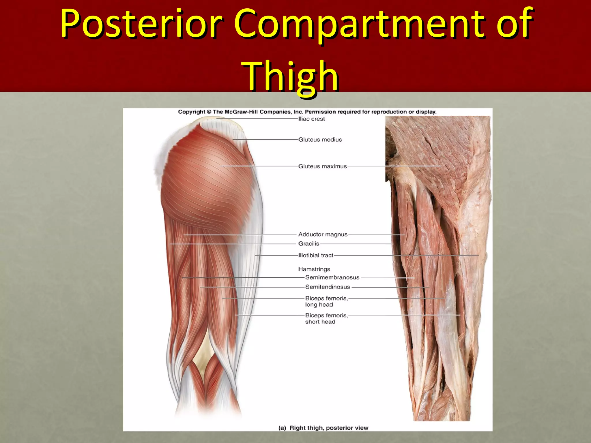 PPoosstteerriioorr CCoommppaarrttmmeenntt ooff 
TThhiigghh 
 